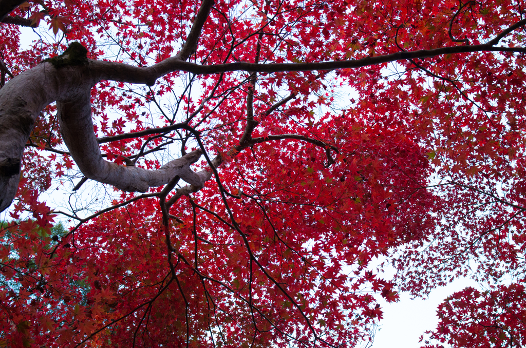 瑞宝寺の紅葉２