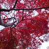 瑞宝寺の紅葉２