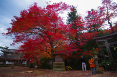 佐地神社の紅葉