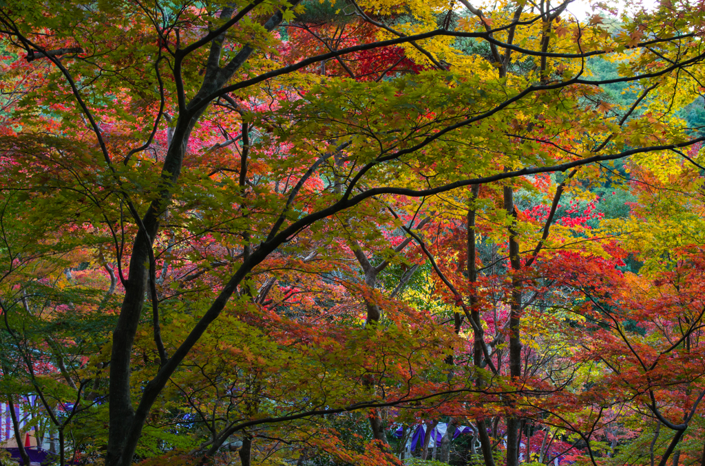 瑞宝寺の紅葉１