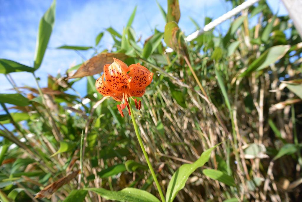 室堂の花