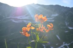 室堂の花