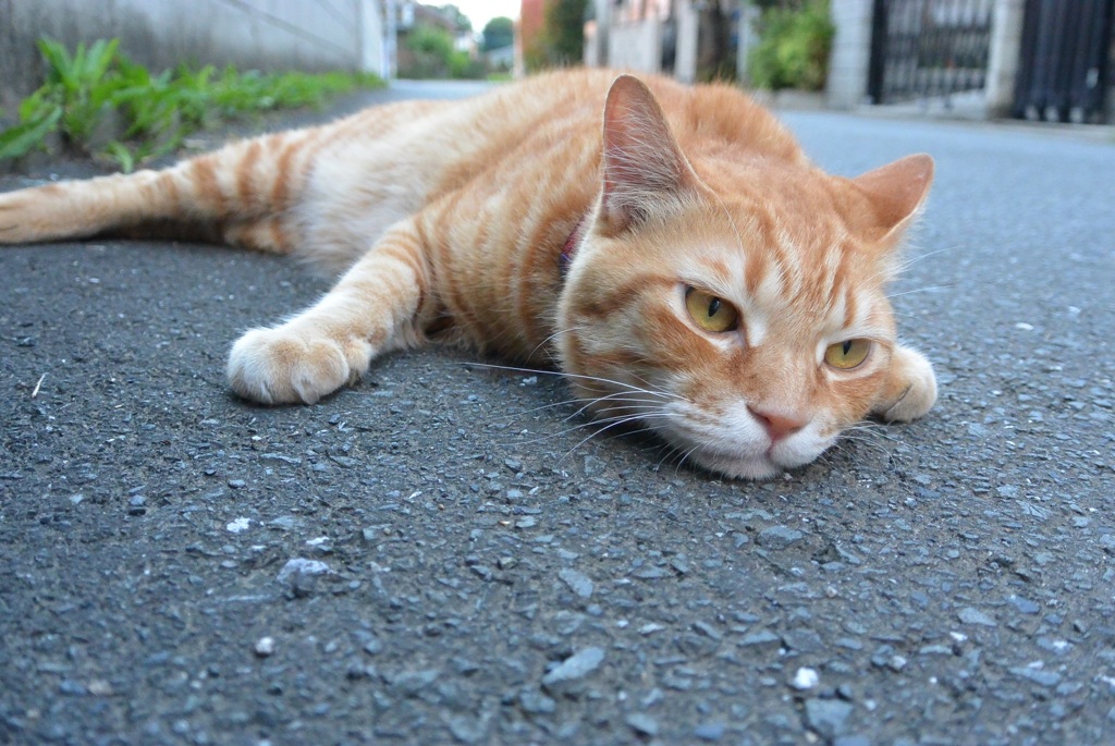 だらけ猫