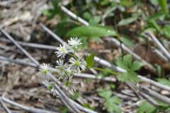 弥陀ヶ原の花