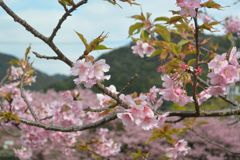 河津桜と青空