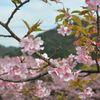 河津桜と青空