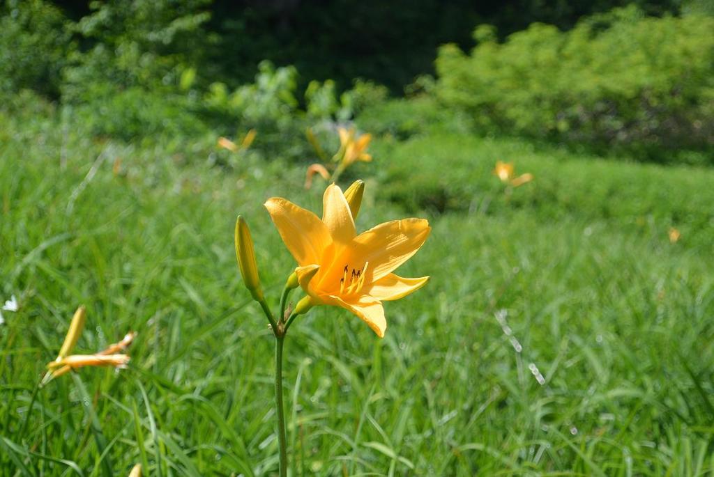 弥陀ヶ原の花