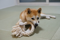 Azuki
