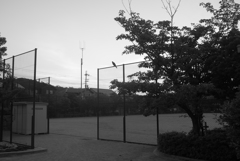 早朝のお散歩