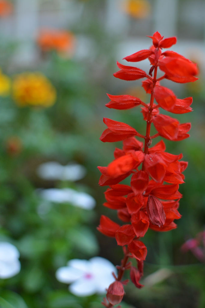 花④
