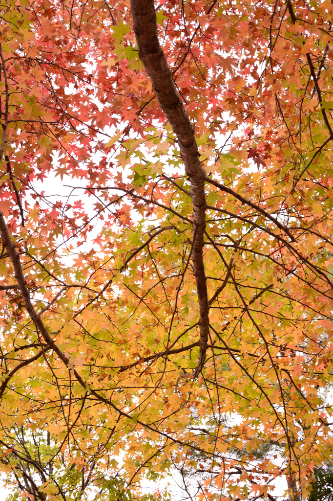 Fall ( in Love )