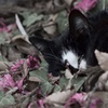 A cat