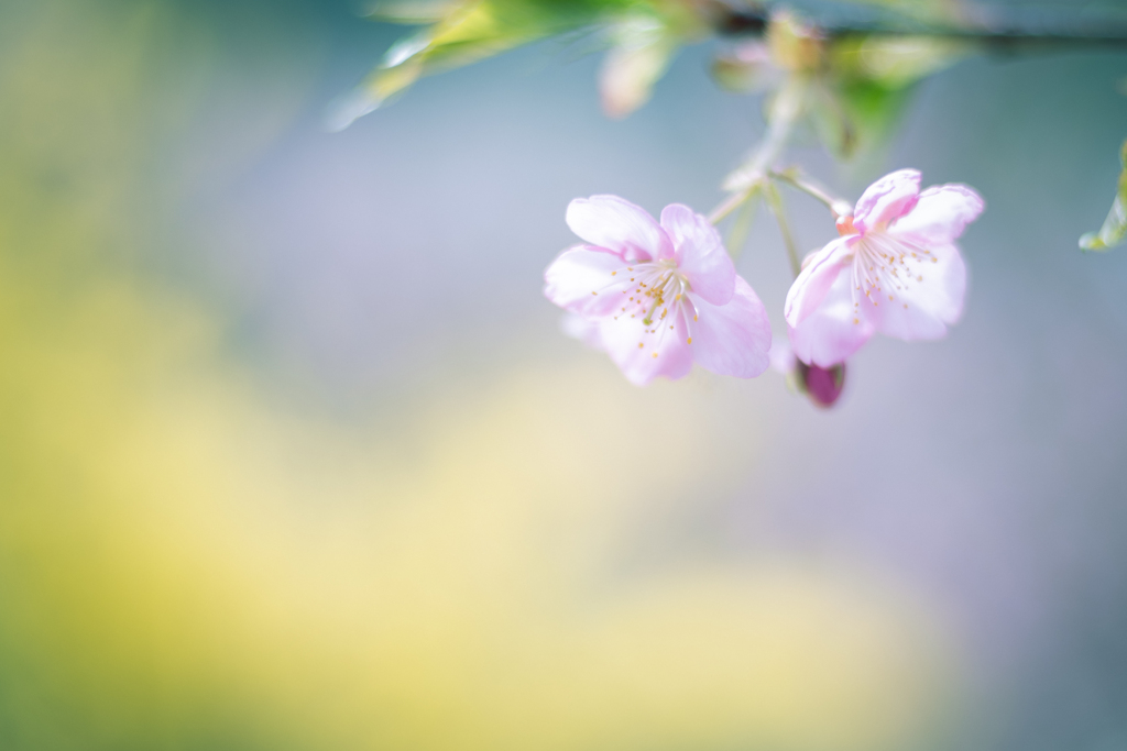 sakura