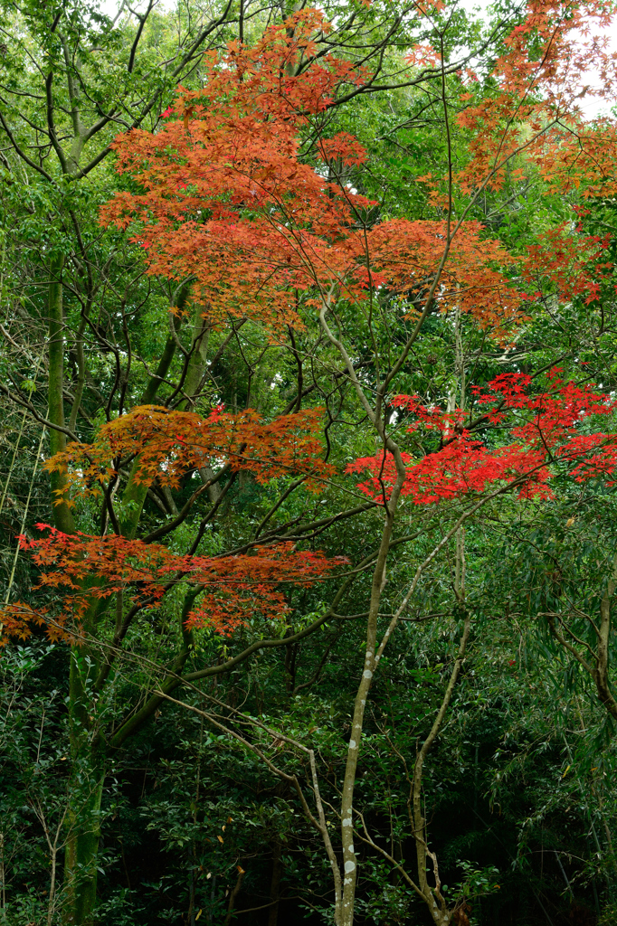 紅葉始めました_2