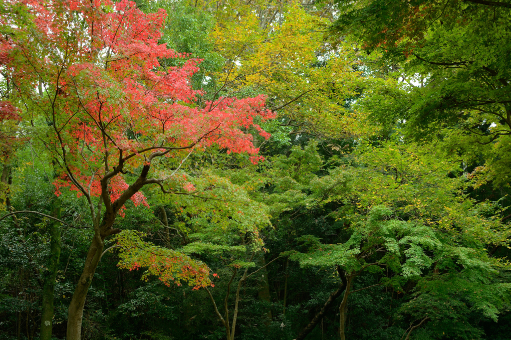 紅葉始めました_1