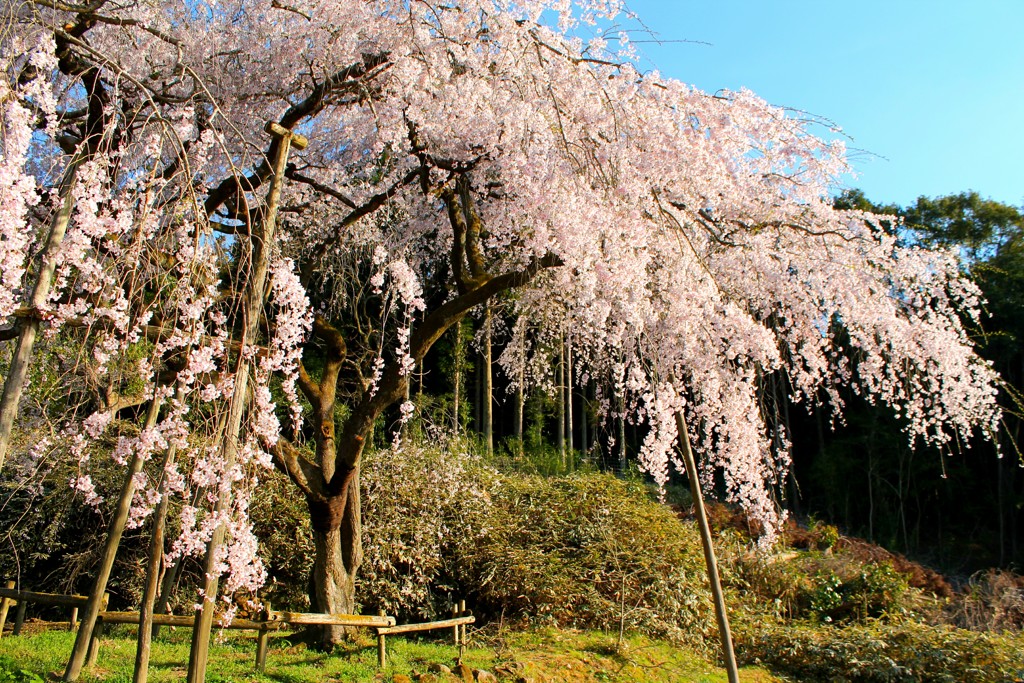 春のお便り☆