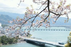 橋とさくら◡̈
