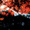 IMG_20161129_114924