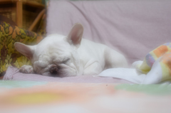 おやすみ