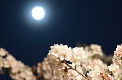 月夜桜