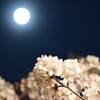 月夜桜