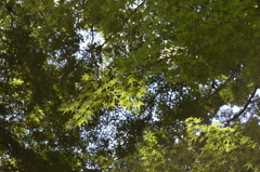 秋になると紅葉に