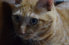 初撮影！我が家のにゃんこ