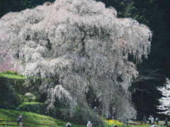 又兵衛桜