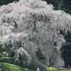 又兵衛桜