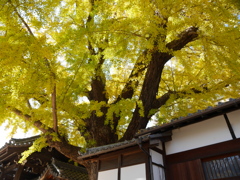 難宗寺の大イチョウ