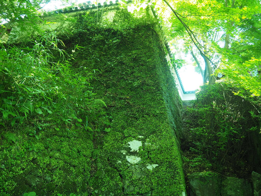 石垣　苔むす