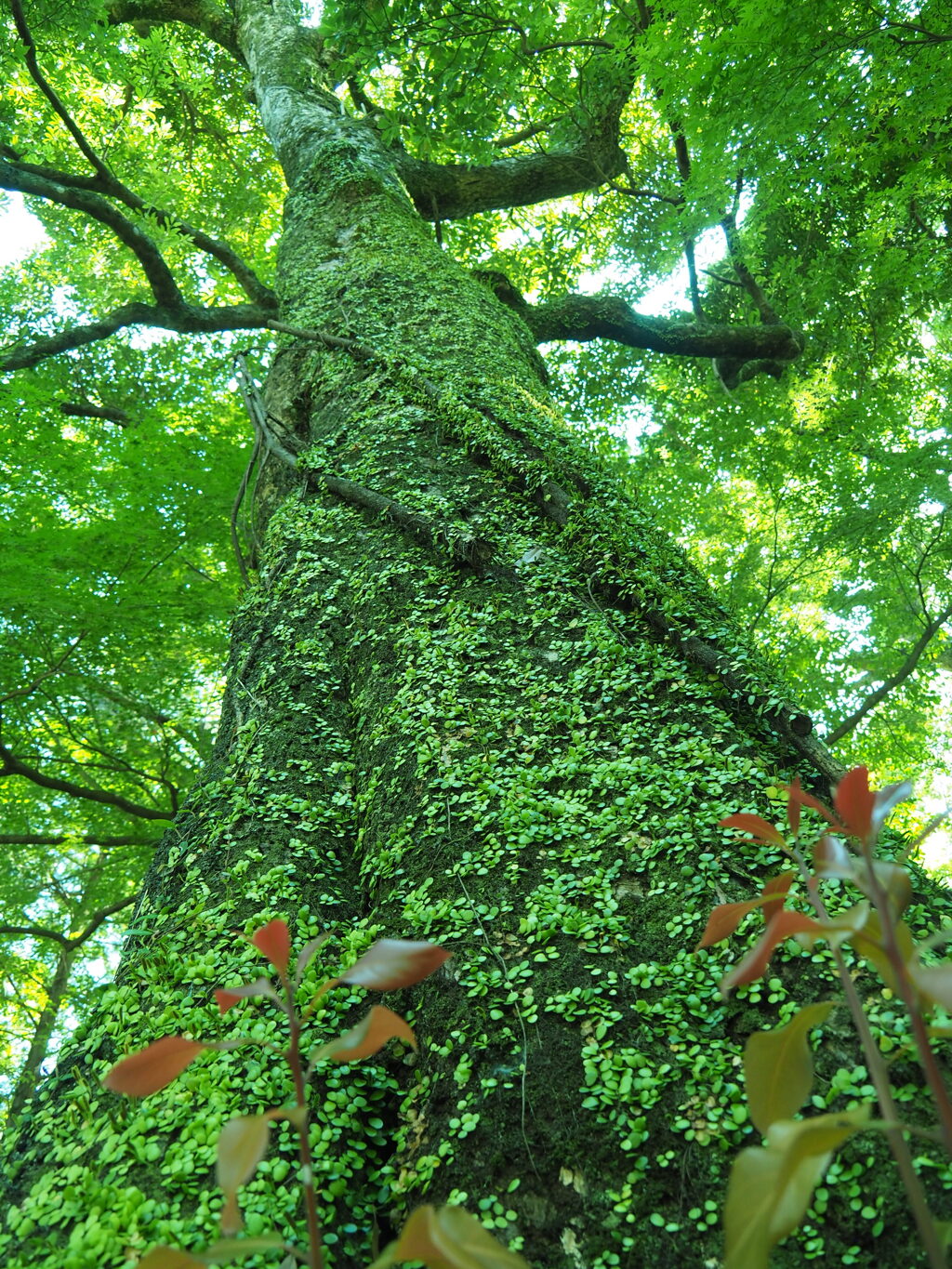 大木　苔むす