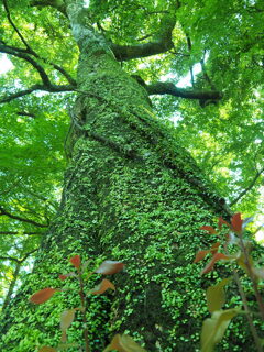 大木　苔むす