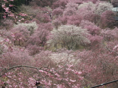高見の郷