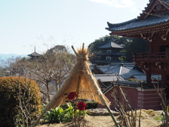 當麻寺の二つの塔と冬牡丹