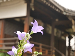全興寺境内のキキョウ