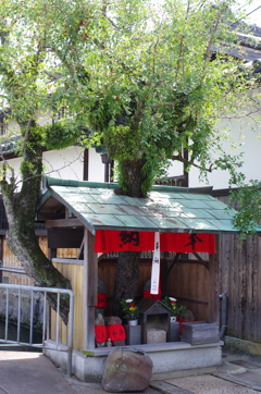 大きくなりすぎました２