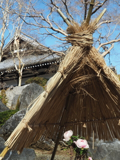 當麻寺の冬ボタン