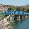 春の綾部大橋