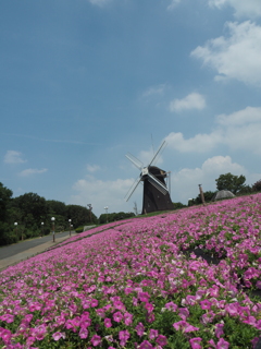 空と風車と花壇