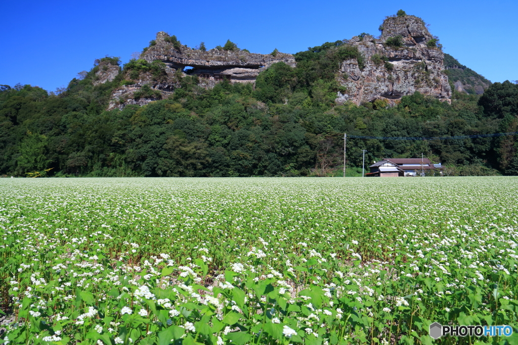 ソバの花と羅漢寺
