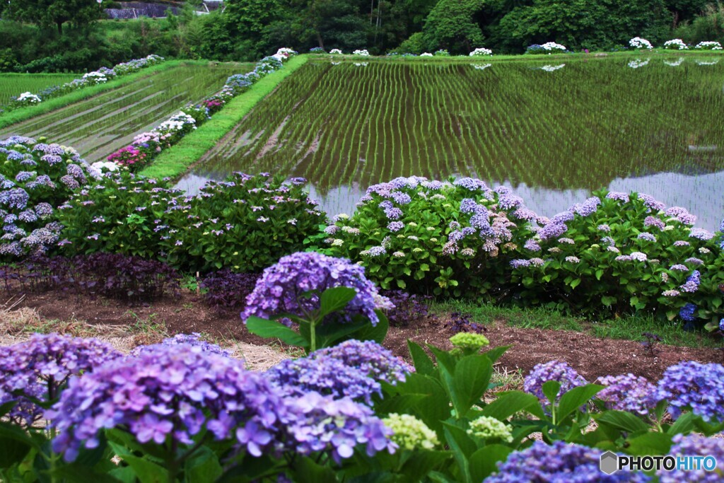 紫陽花