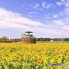 梅雨の晴れ間のヒマワリ