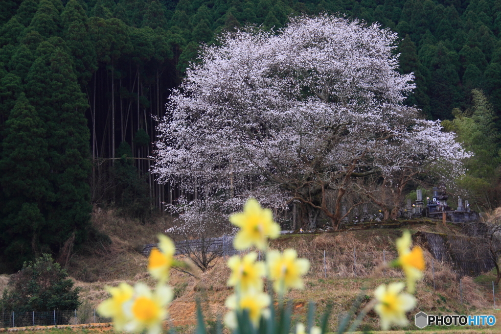 墓守桜