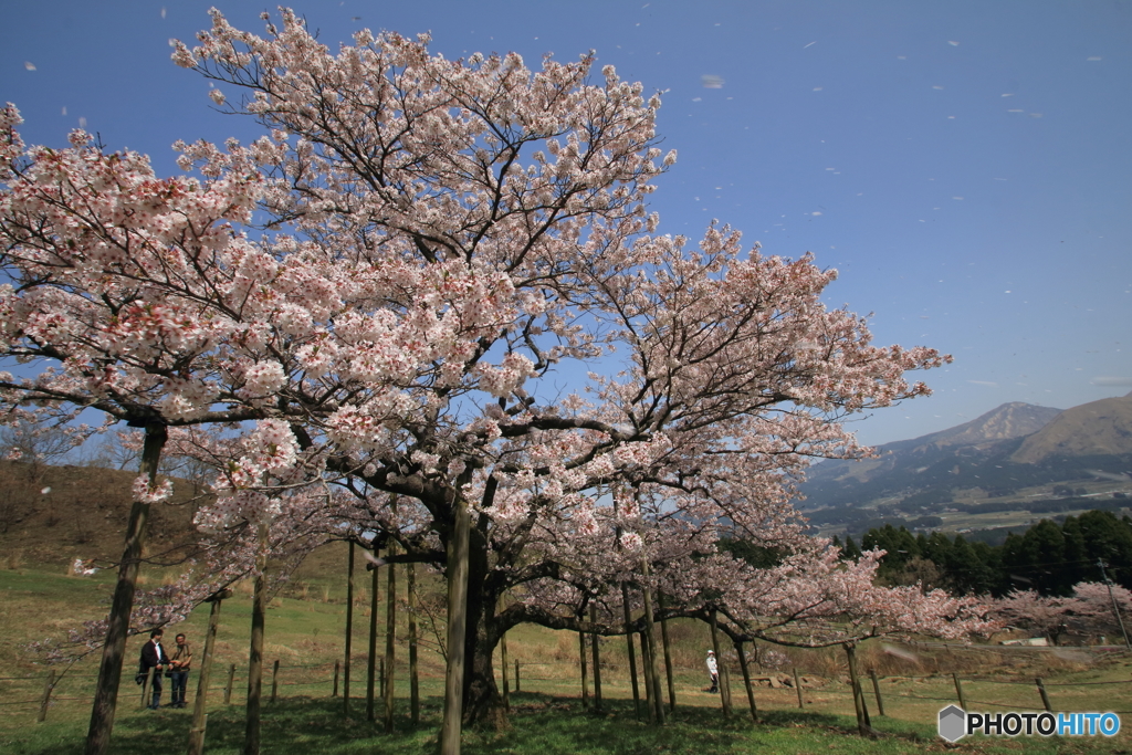 観音桜