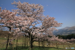 観音桜