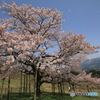 観音桜