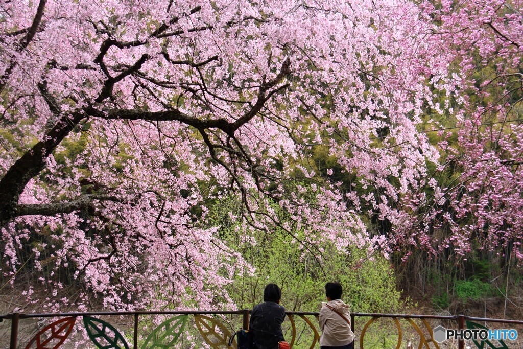 特等席の花見