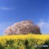 一本桜