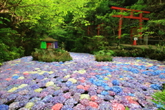 紫陽花の池